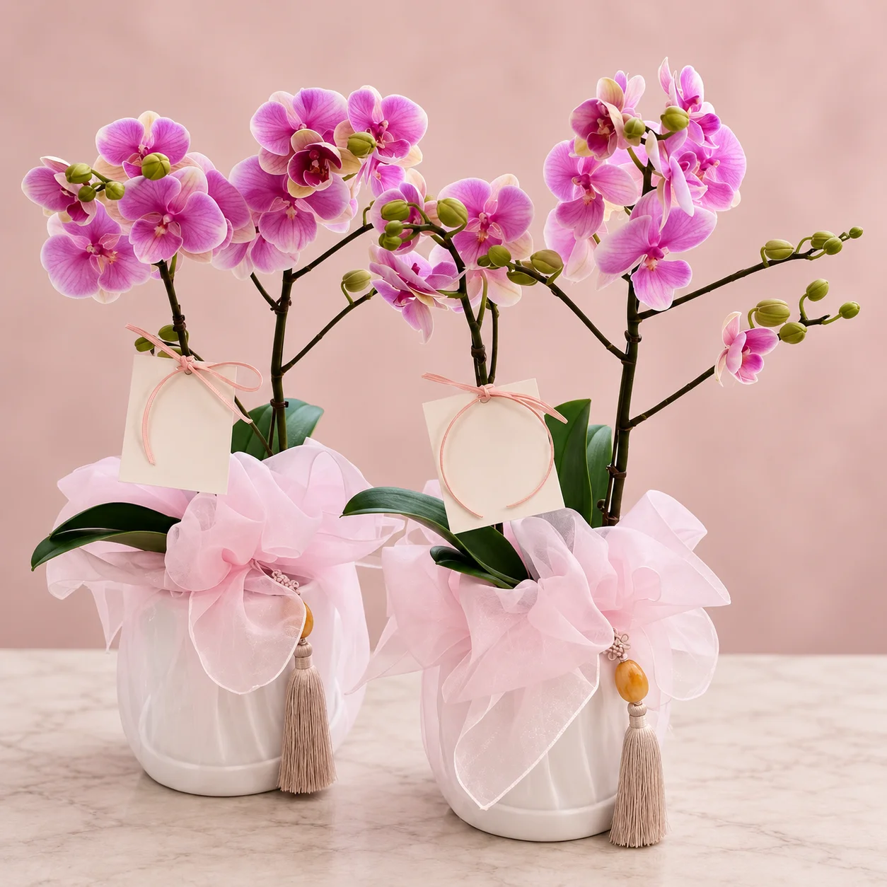 Orquídea Rosada en Matera - Floristería Floripondio Cartagena